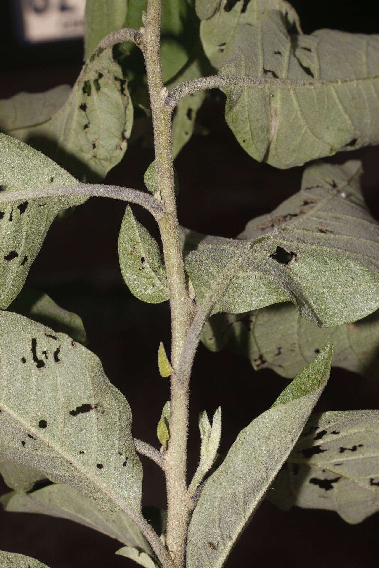 Cestrum tomentoso 9