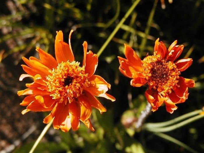 Raillardella vistosa 2