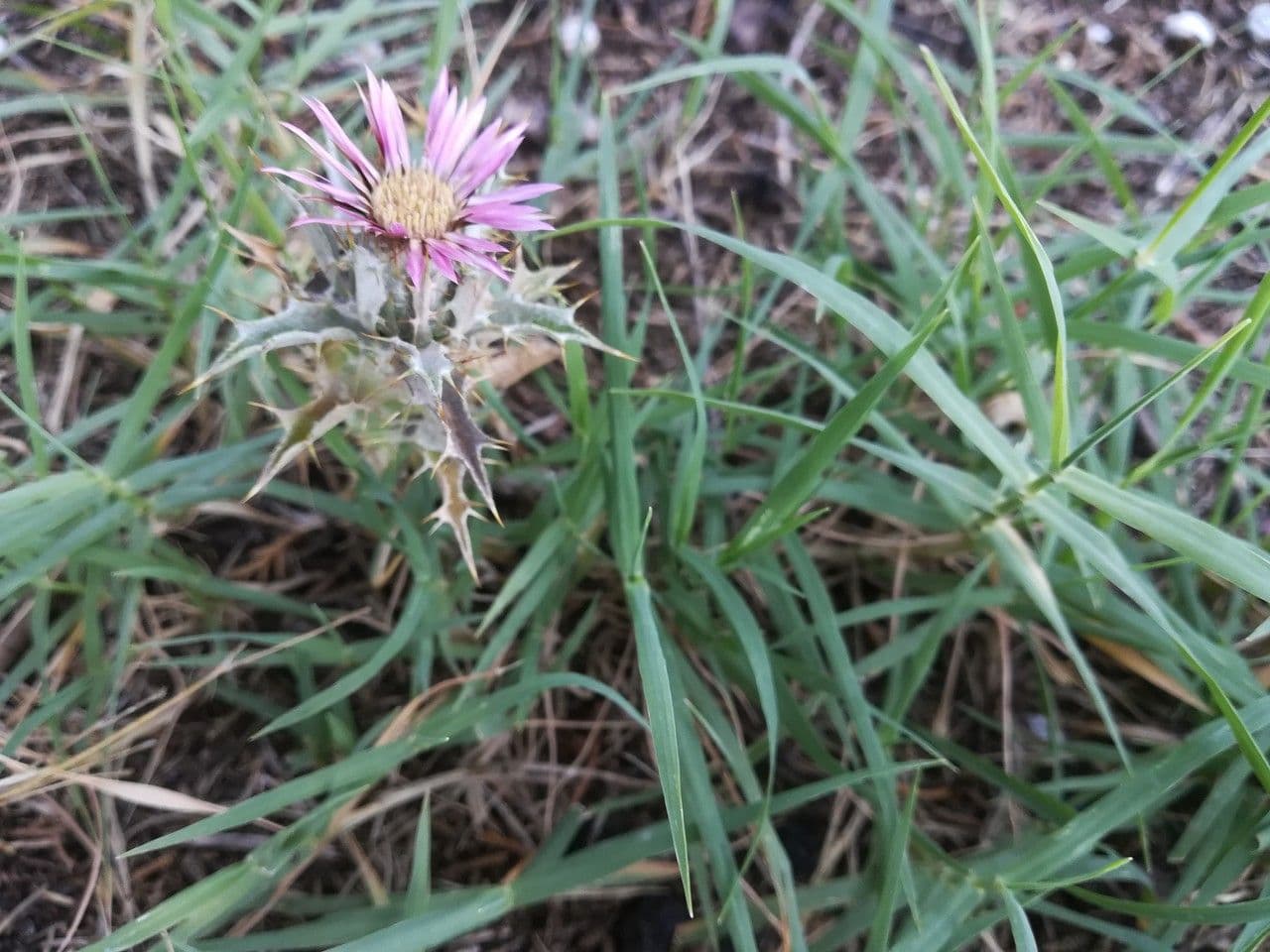 Carlina lanata 9