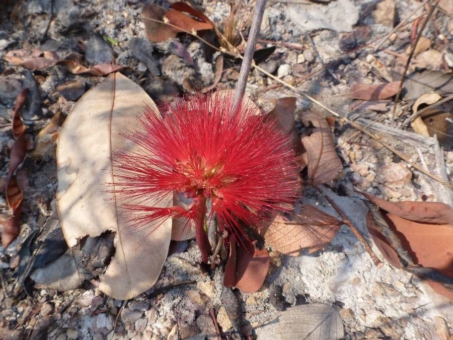 Calliandra dysantha 3