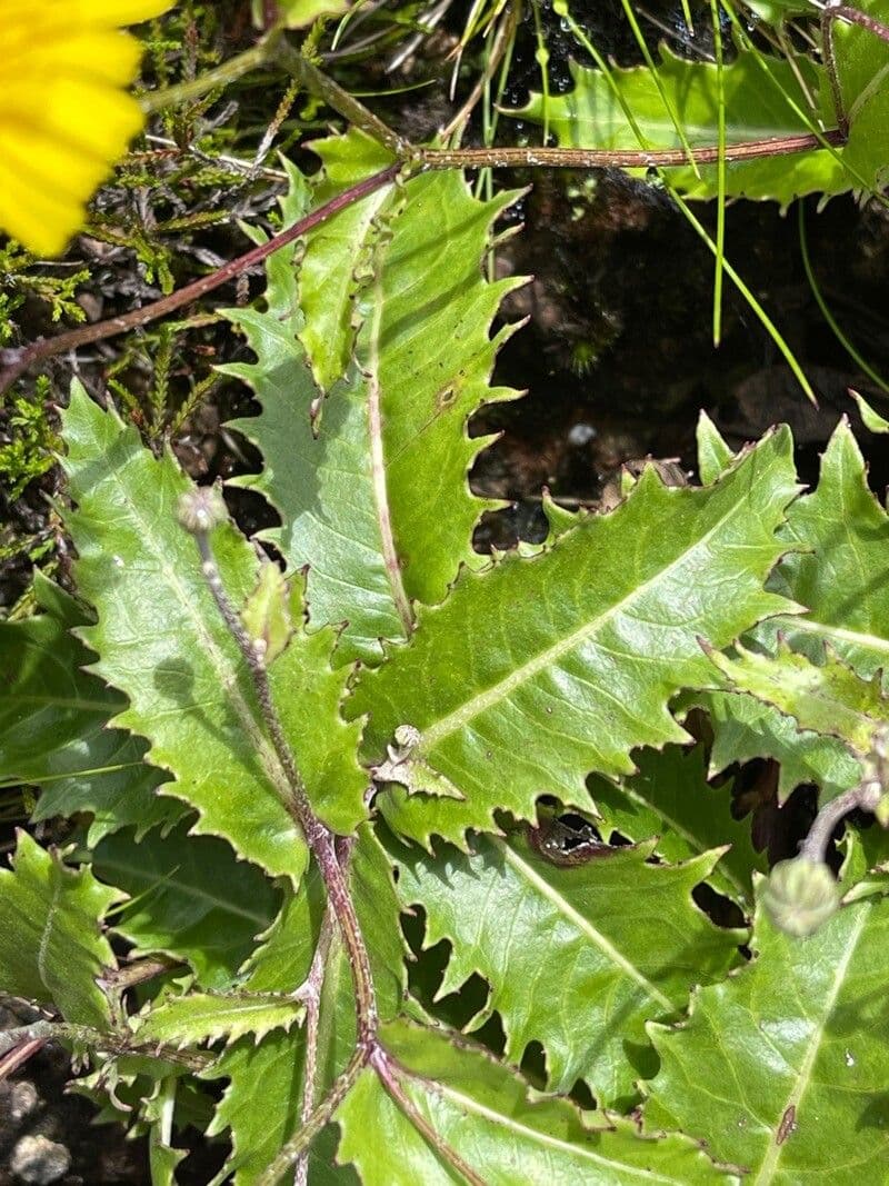 Leontodon 6