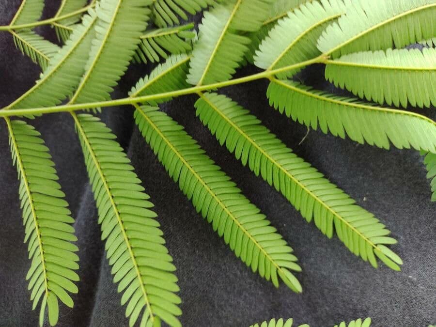 Piptadenia gonoacantha 6