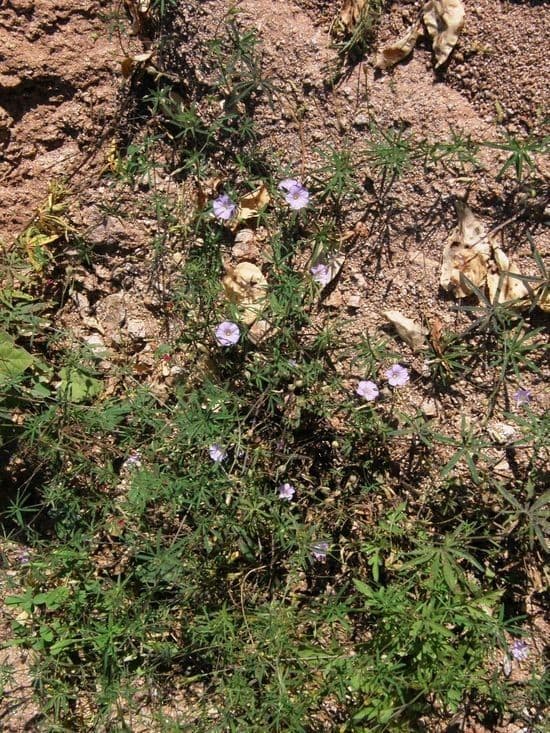 Ipomoea ternifolia 8
