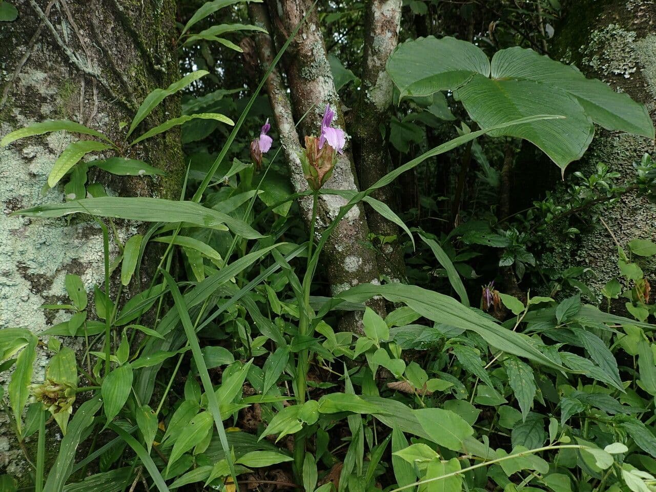 Roscoea 4