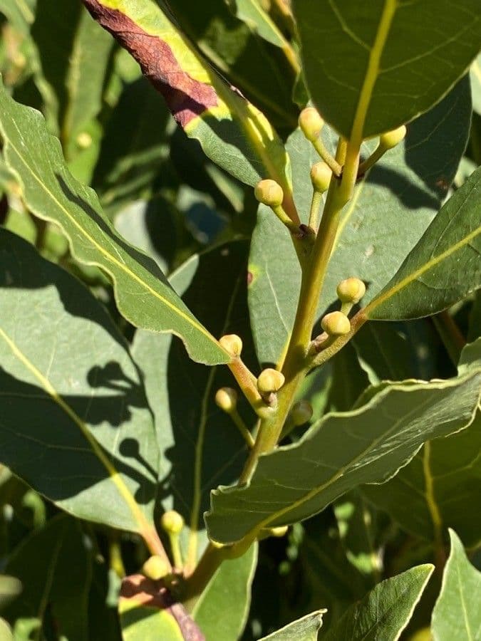 Laurel 5