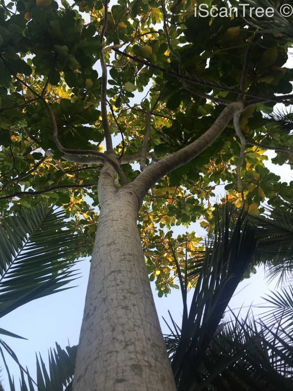 Forest big-leaf 8