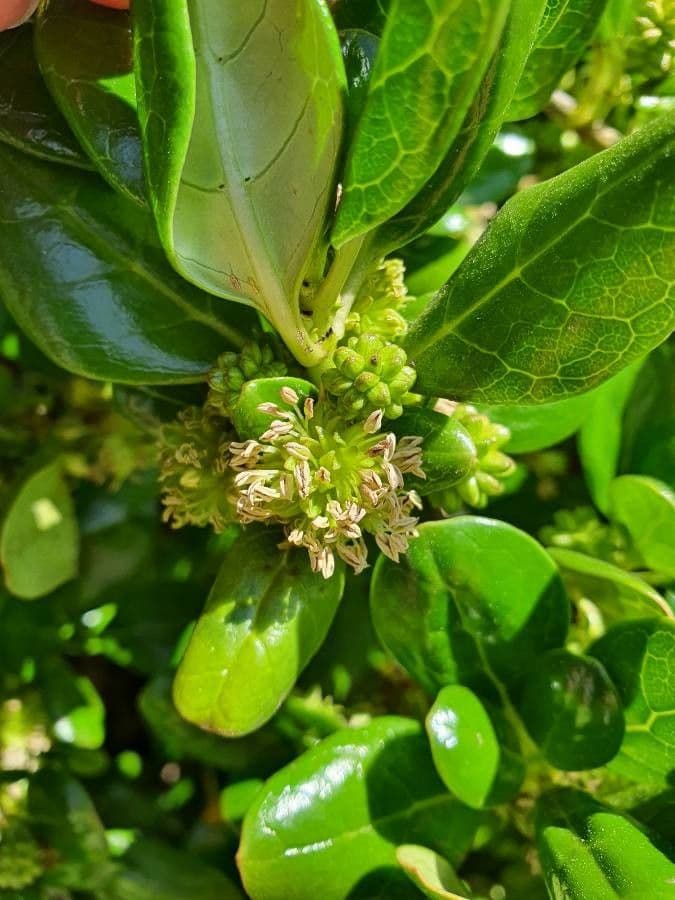 Coprosma plazivá 2