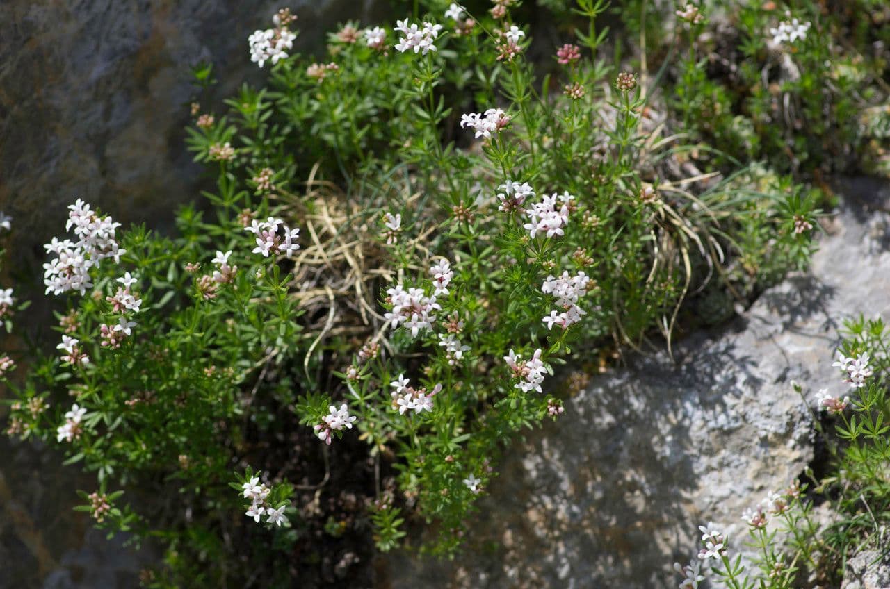 Asperula peluta 8