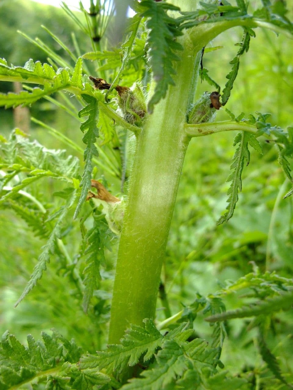 Pedicularis frondosa 23