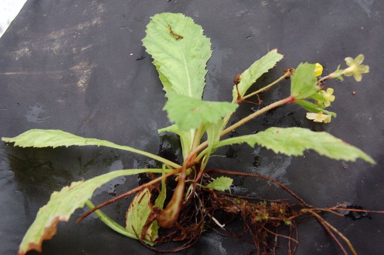 Primula 2