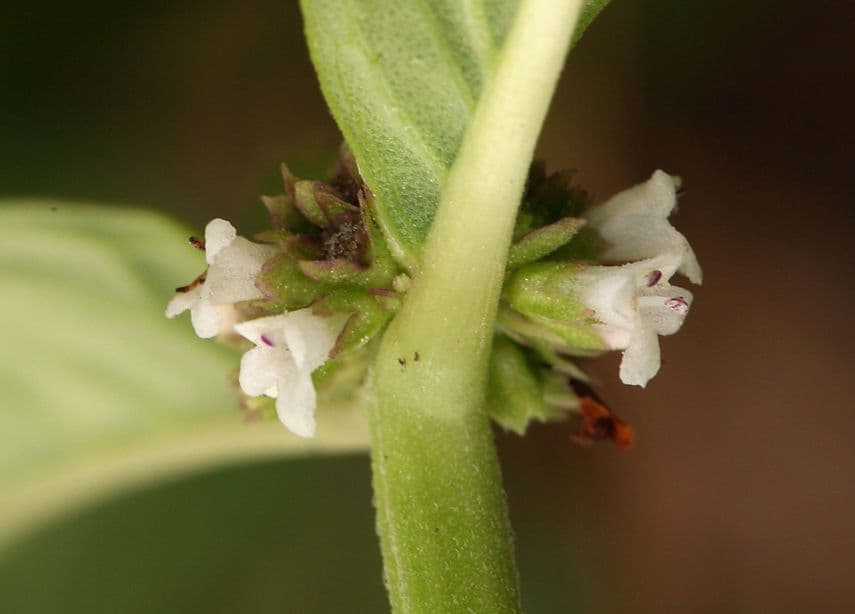 Lycopus uniflorus 3