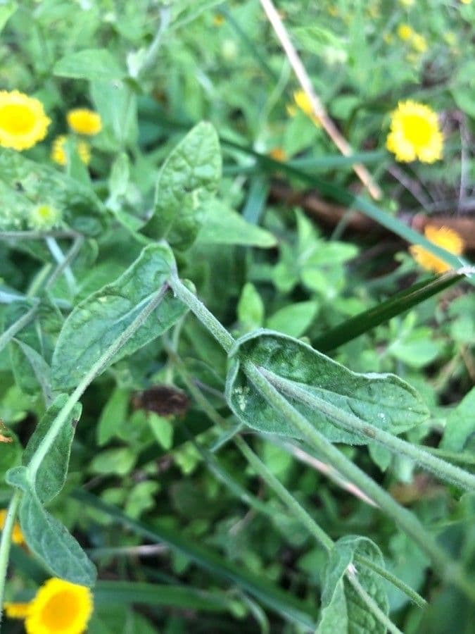 Pulicaria dysenterica 12