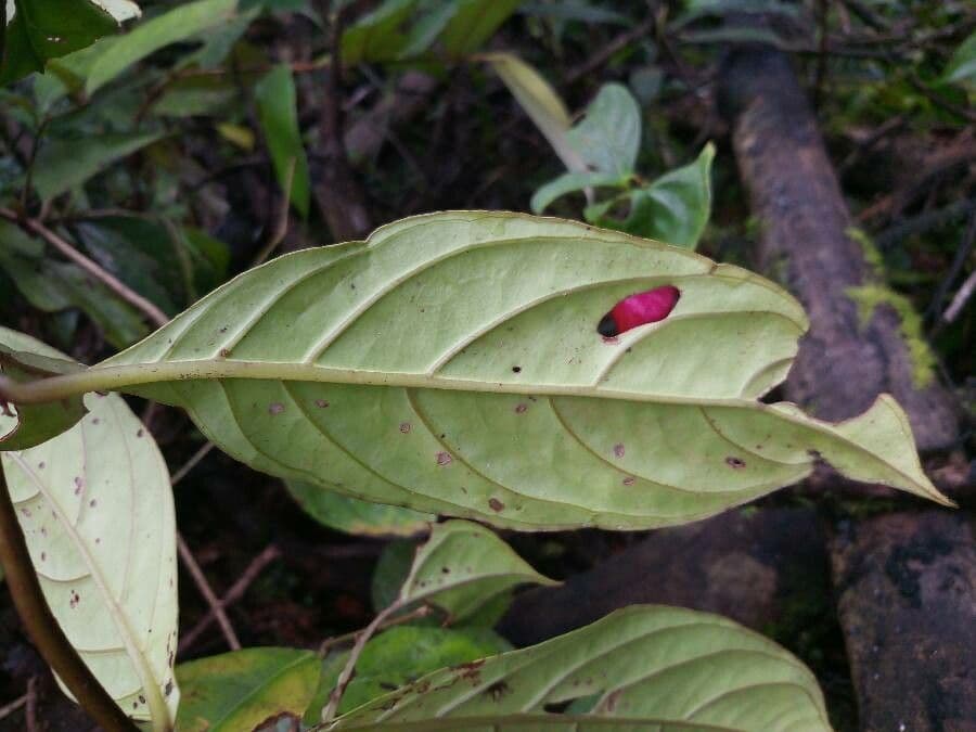 Drymonia coccinea 6