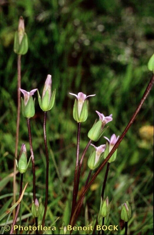 Comastoma tenellum