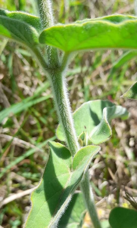 Oxypetalum 18