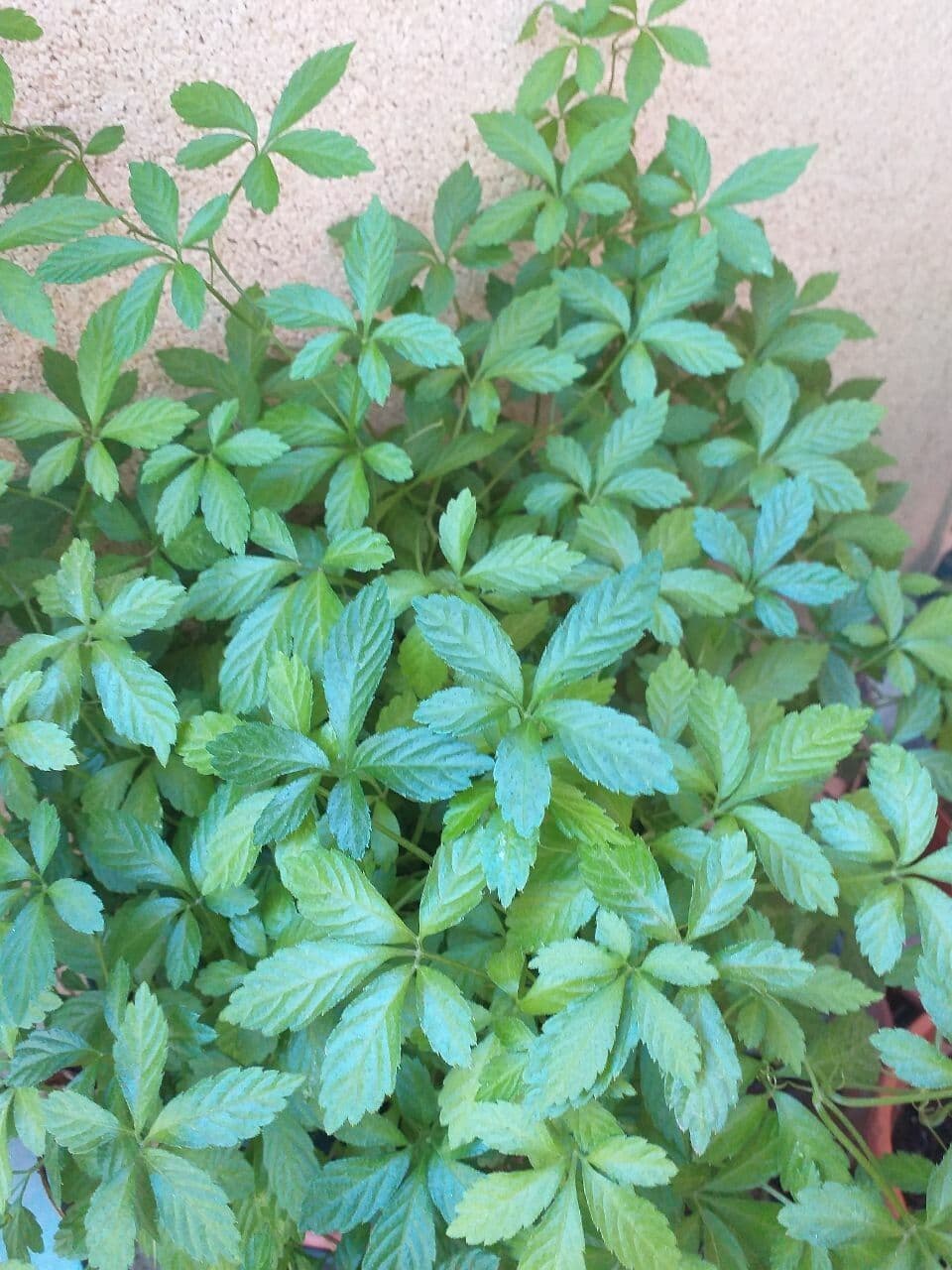 Gynostemma pentaphyllum 17