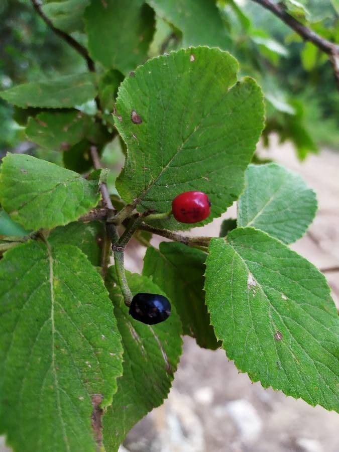 Cotoneaster 11