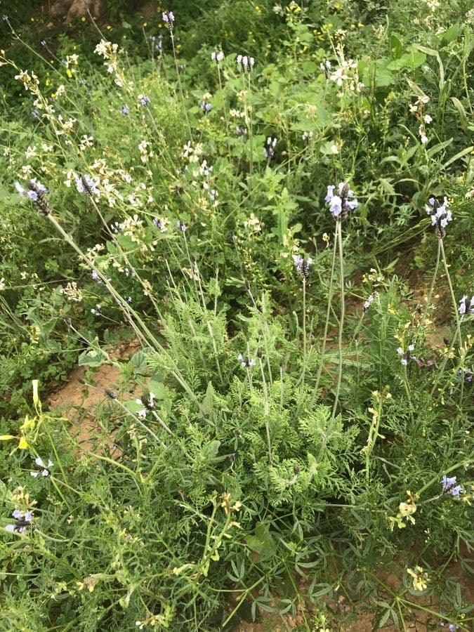 Lavanda multifida 21