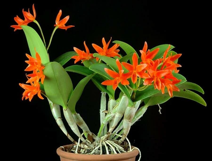 Orange Cattleya 6