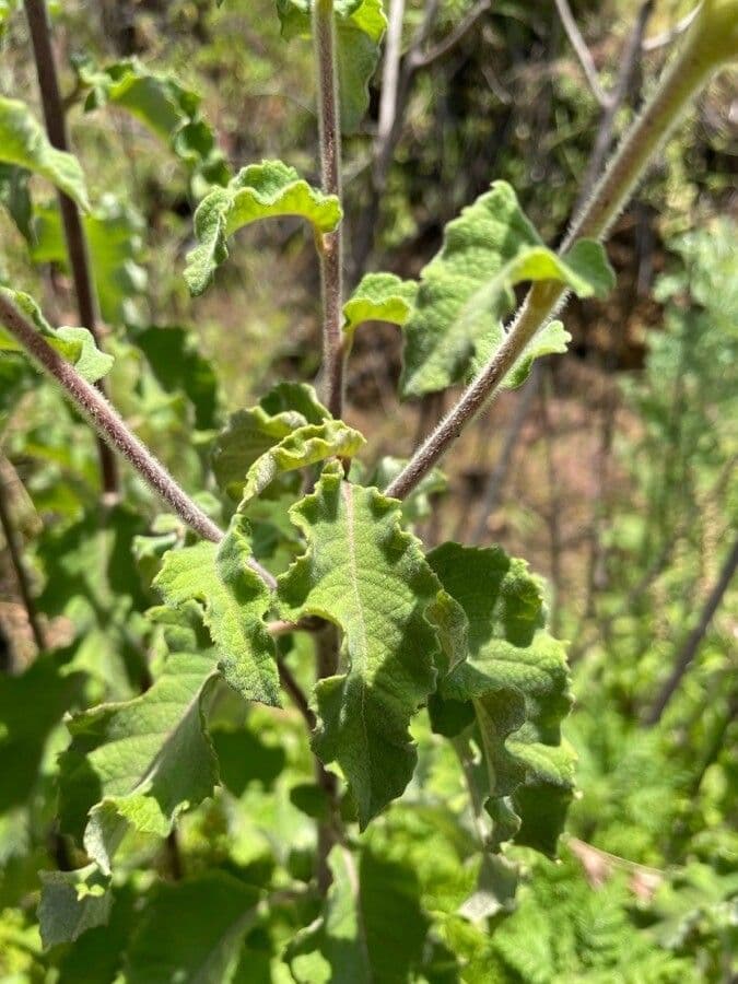 Baccharoides 5