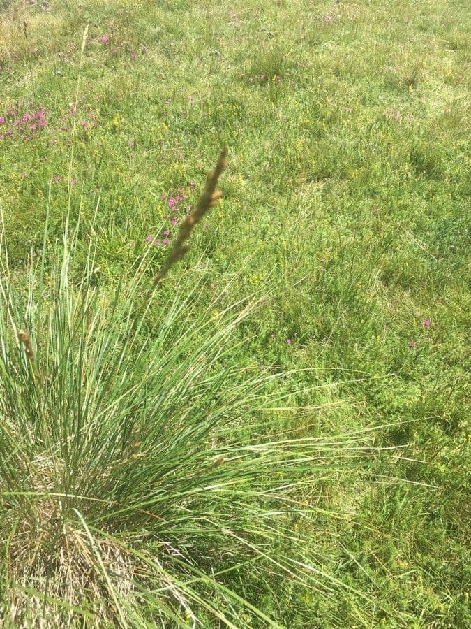 Festuca