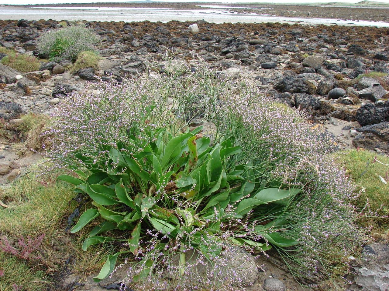 Limonium 9