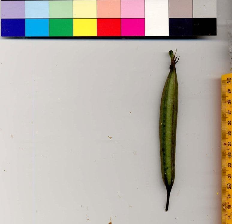 Gongora 27