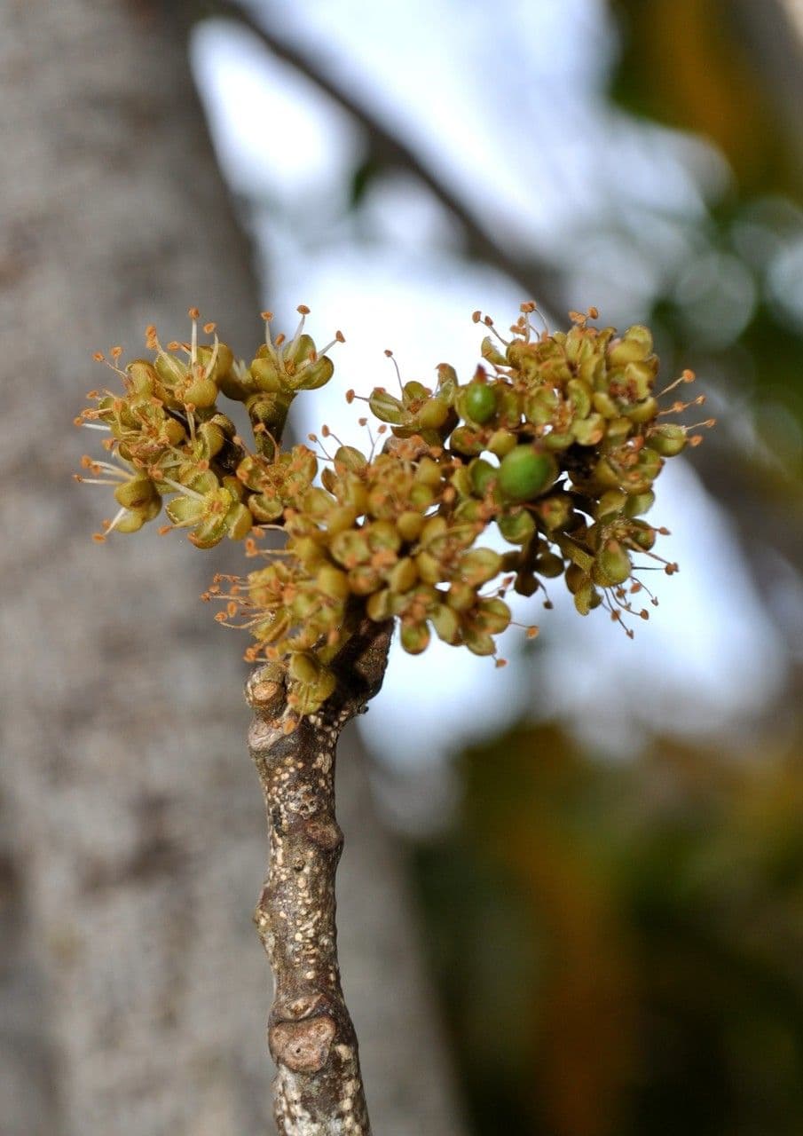 Doratoxylon apetalum 5