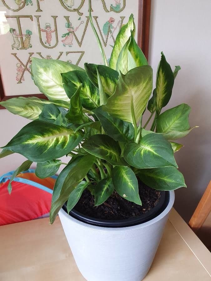 Dieffenbachia 20