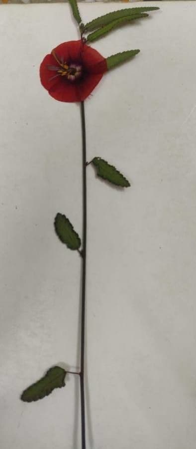 Pentapetes 10