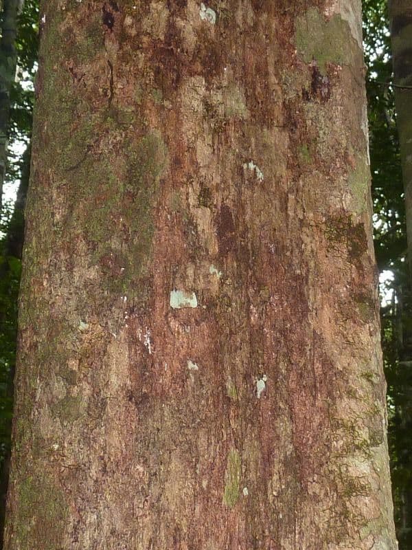 Leptobalanus 4