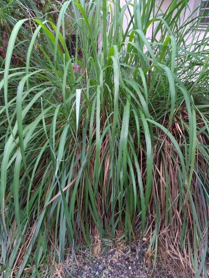Citronella 15