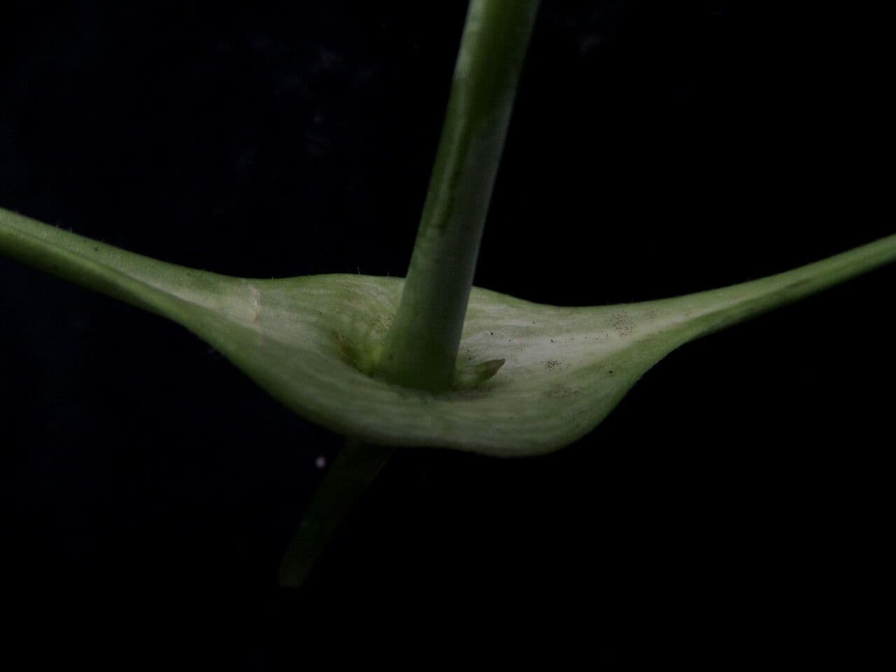 Clematis connata 12