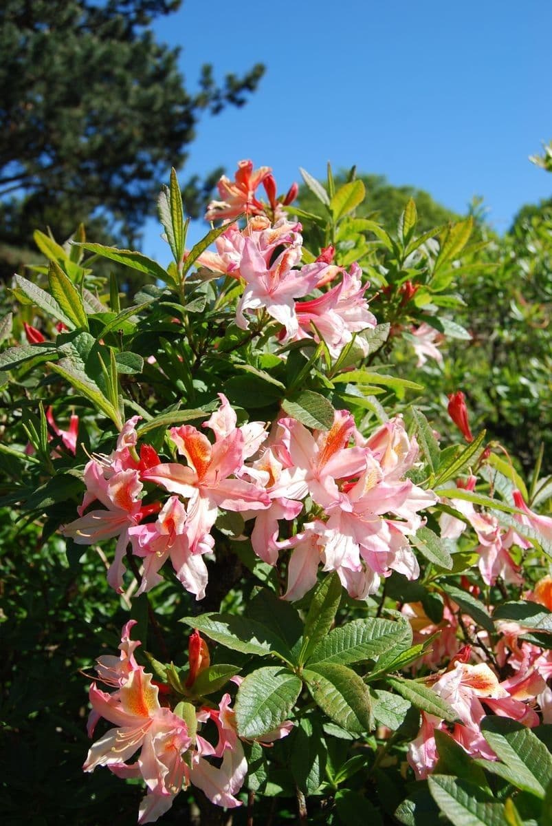 Azalea occidentale 2