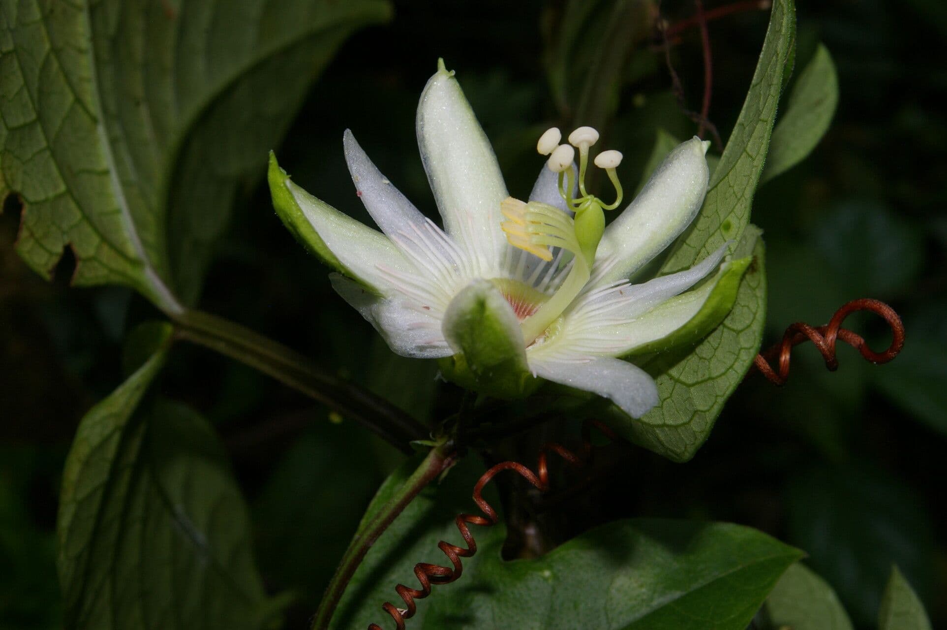 Passiflora 6