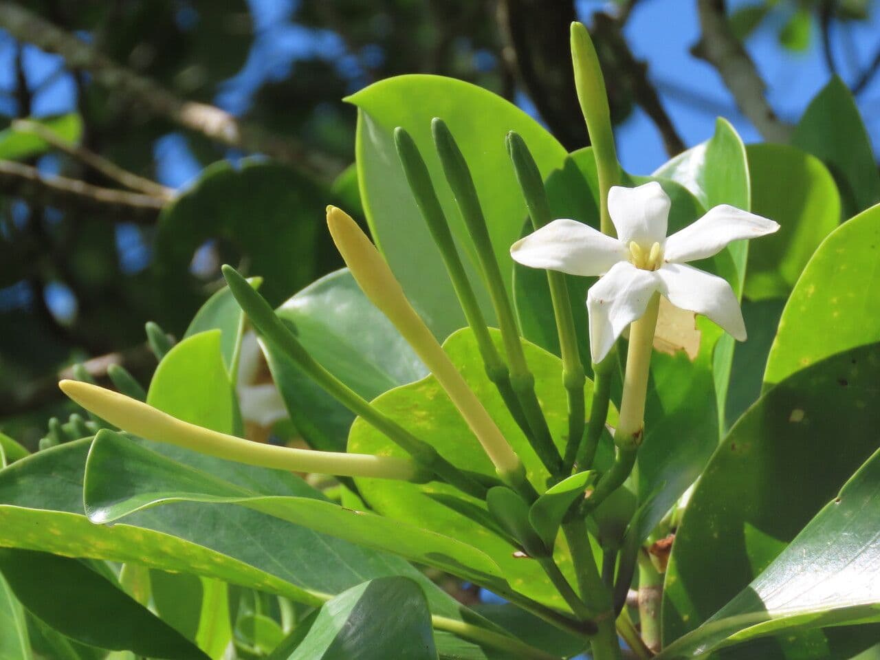 Cosmibuena 5