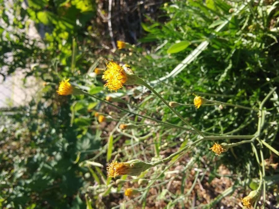 Bebbia juncea 16
