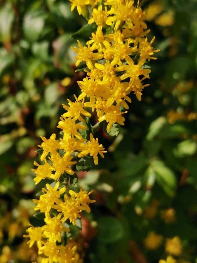 Solidago picciolata 2