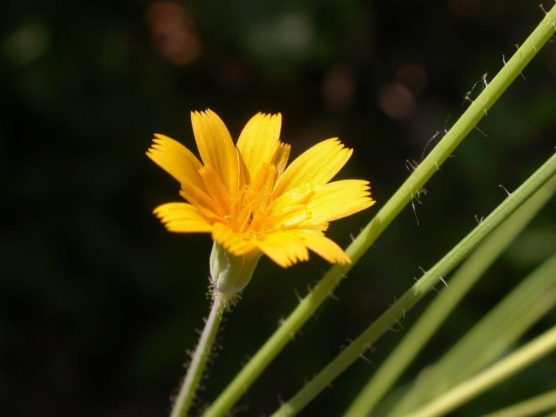 Krigia virginiana 4