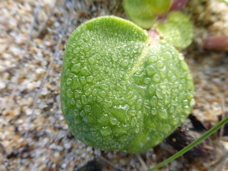 Abronia 17