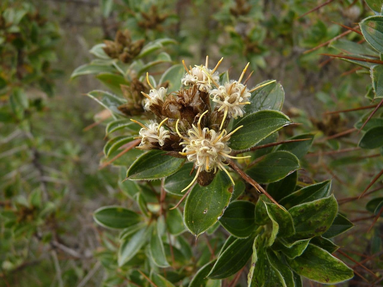 Dasyphyllum
