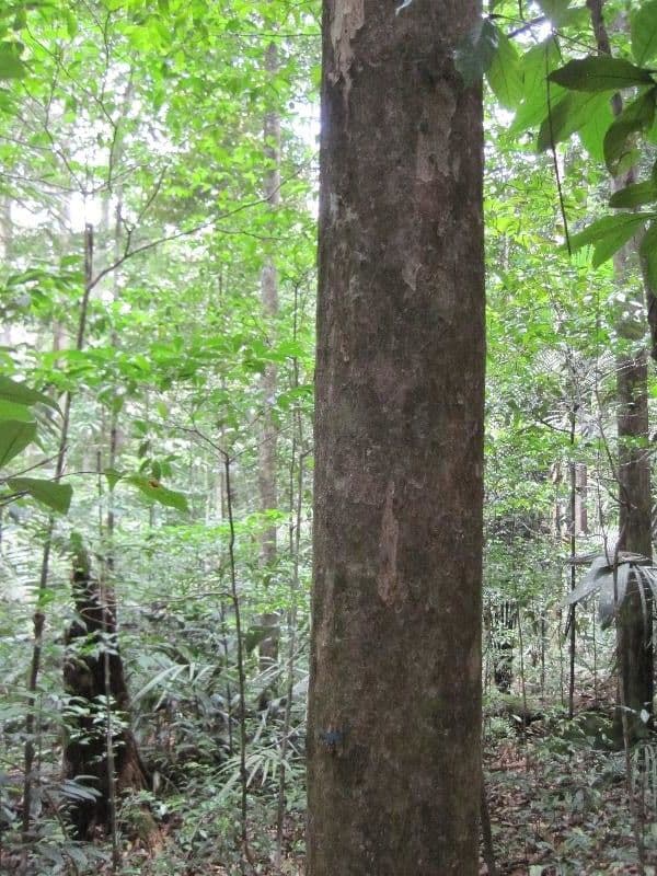 Eschweilera micrantha 5