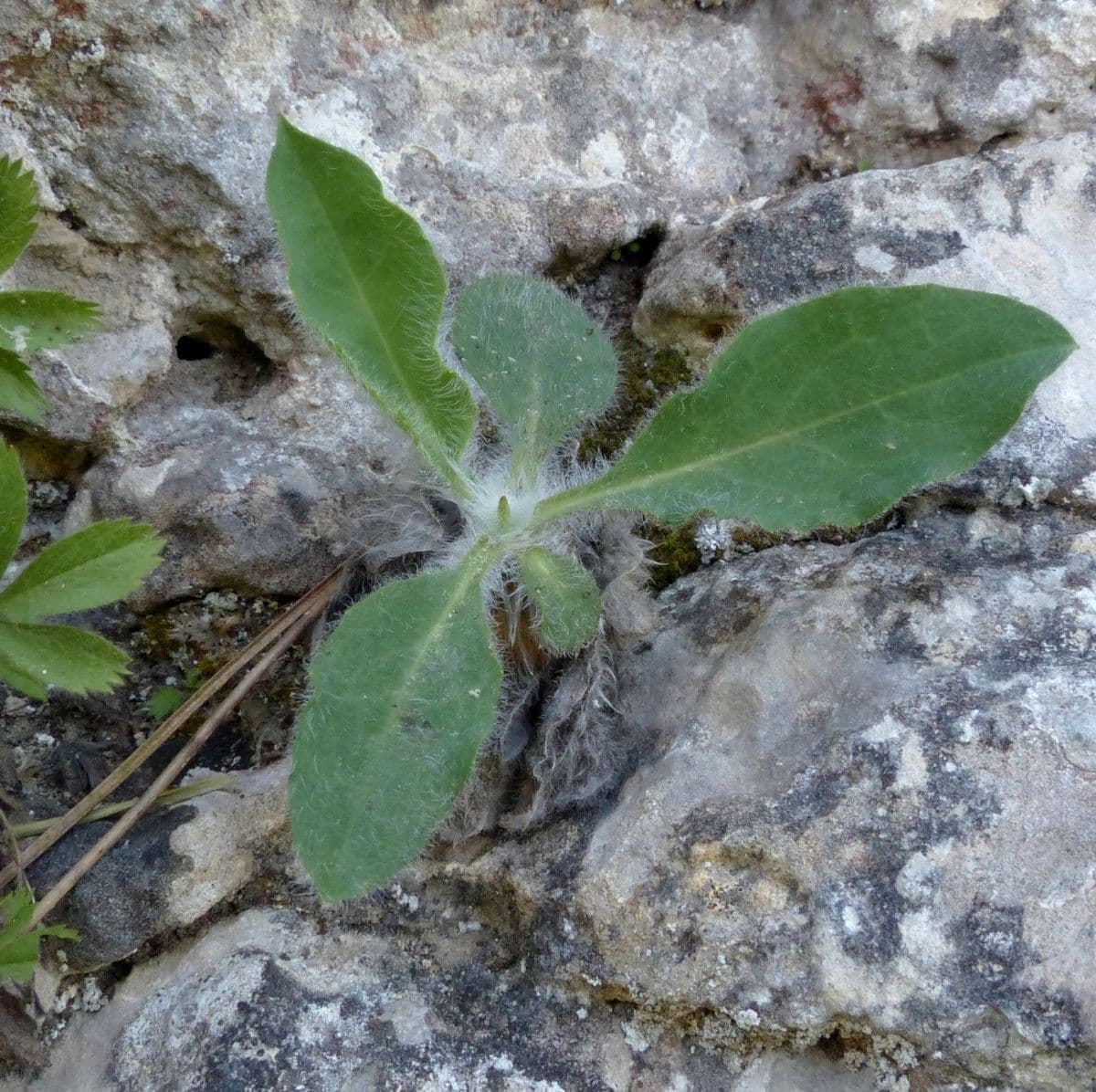 Hieracium 8