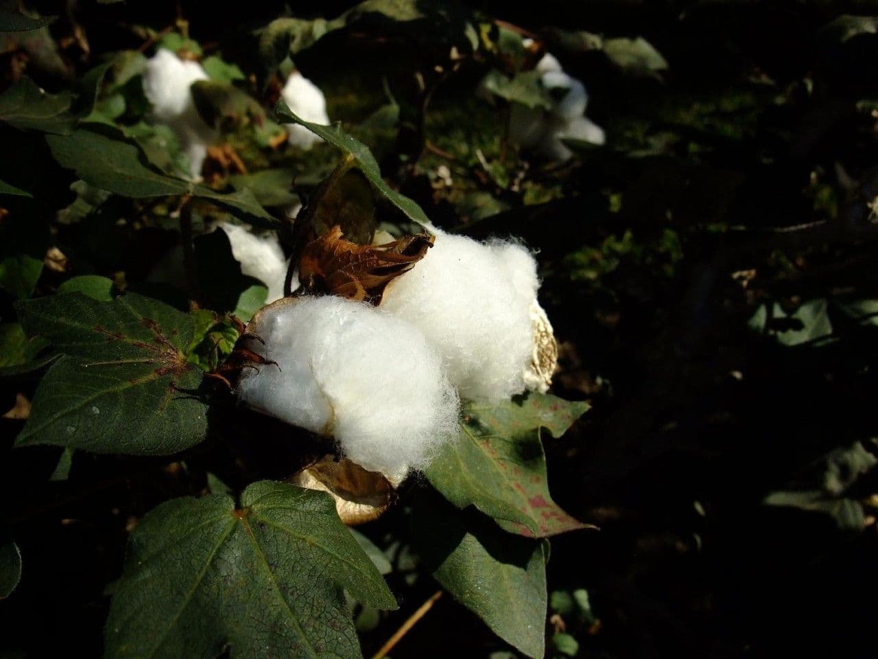 Cotone di Barbados 4
