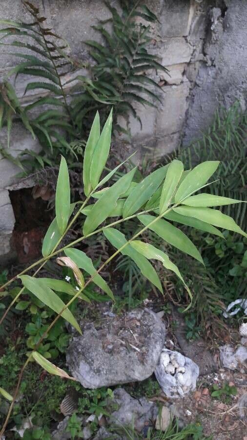Lasiacis maculata 10