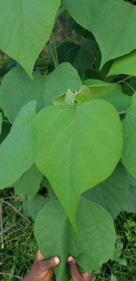 Gmelina arborea 17