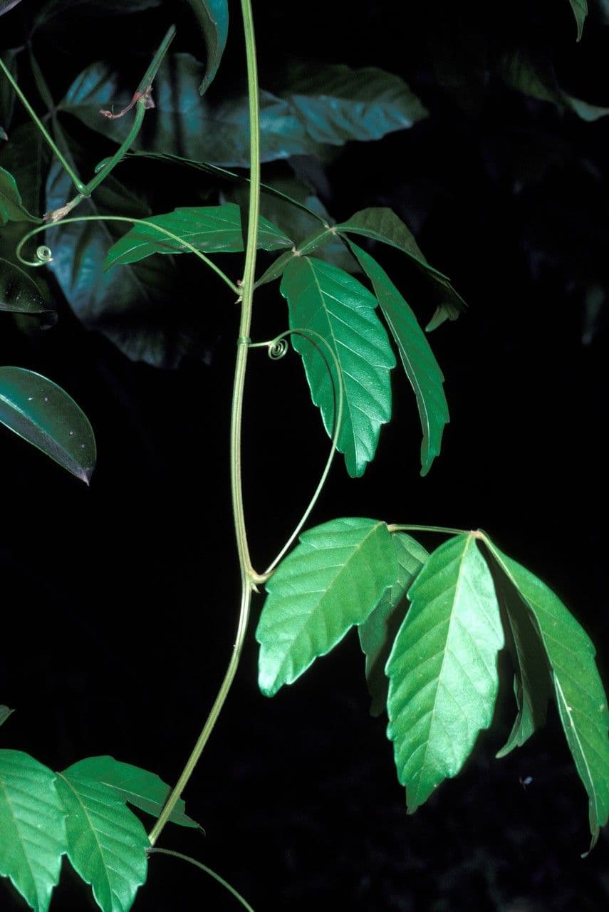 Paullinia pinnata 19