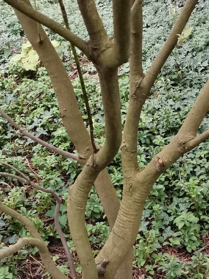 Trochodendron 25