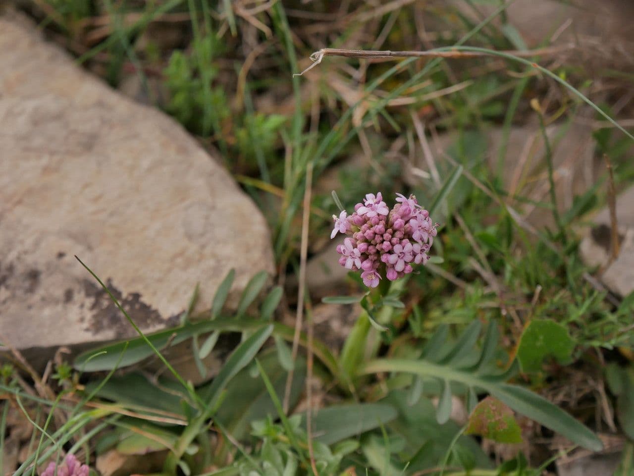 Valeriana tuberosa 30