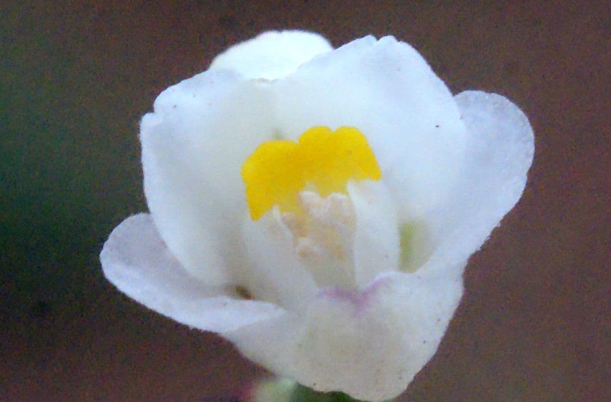 Cardiosperma 6